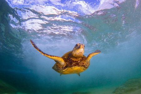 Hawaiian Green Sea Turtle Cruising in the Warm Waters of the Pacific Ocean in Hawaiiの写真素材