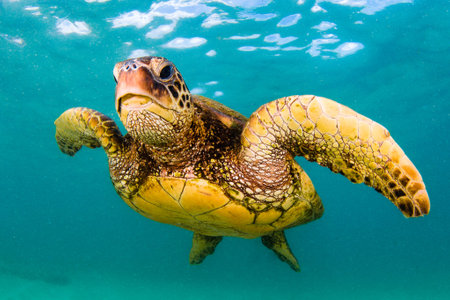 Hawaiian Green Sea Turtle Cruising in the Warm Waters of the Pacific Ocean in Hawaii