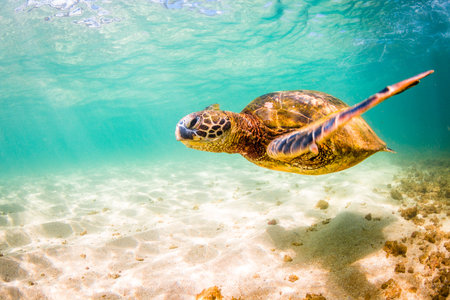 Hawaiian Green Sea Turtle Cruising in the Warm Waters of the Pacific Ocean in Hawaii