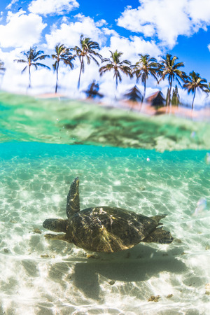 Hawaiian Green Sea Turtle Cruising in the Warm Waters of the Pacific Ocean in Hawaiiの写真素材