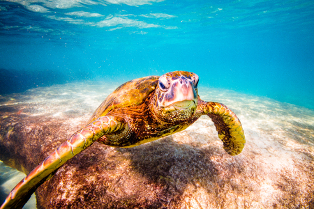 Hawaiian Green Sea Turtle Cruising in the Warm Waters of the Pacific Ocean in Hawaiiの写真素材