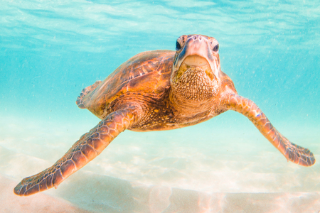 Hawaiian Green Sea Turtle Cruising in the Warm Waters of the Pacific Ocean in Hawaiiの写真素材