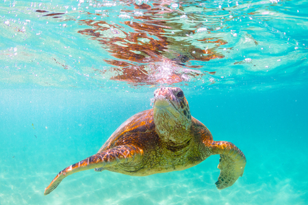 Hawaiian Green Sea Turtle Cruising in the Warm Waters of the Pacific Ocean in Hawaiiの写真素材