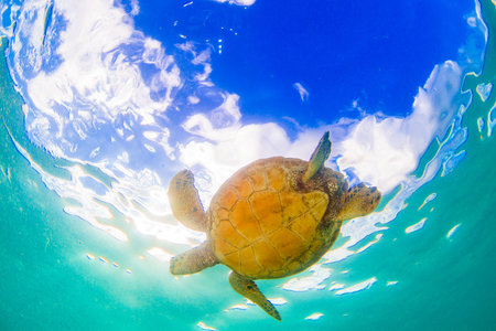 Hawaiian Green Sea Turtle Cruising in the Warm Waters of the Pacific Ocean in Hawaii