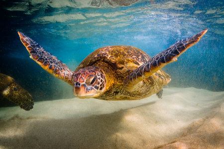 Hawaiian Green Sea Turtle Cruising in the Warm Waters of the Pacific Ocean in Hawaiiの写真素材