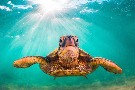 An endangered Hawaiian Green Sea Turtle cruises in the warm waters of the Pacific Ocean in Hawaii.
