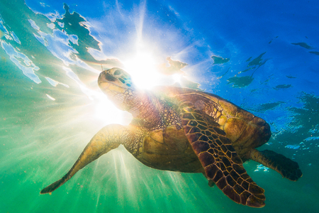 An endangered Hawaiian Green Sea Turtle cruises in the warm waters of the Pacific Ocean in Hawaii.の写真素材