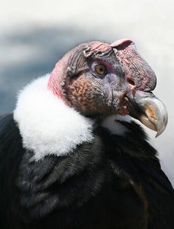 Andean Condorの写真素材