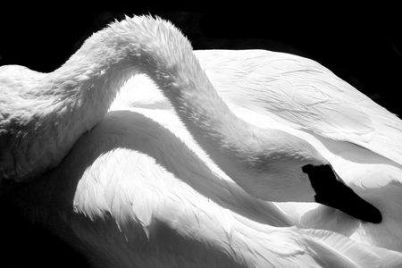 Trumpeter Swanの写真素材
