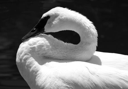 Resting Swanの写真素材