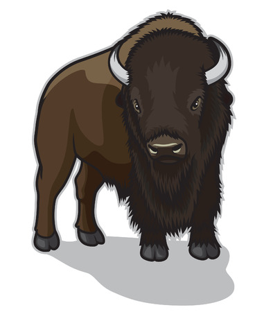 Bisonのイラスト素材