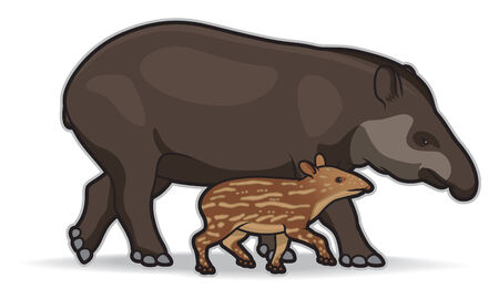 South American Tapirsのイラスト素材