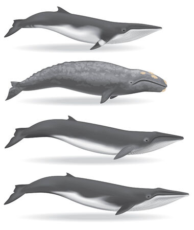 Whalesのイラスト素材