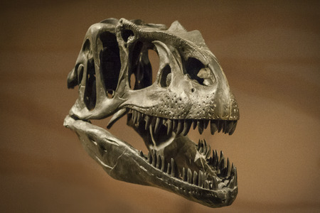 Dinosaur Skullの写真素材