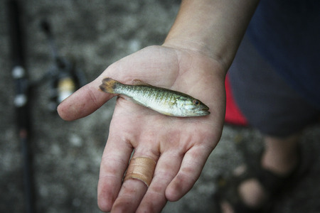 Fish in Handの写真素材