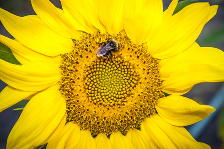 Sunflower and Beeの写真素材