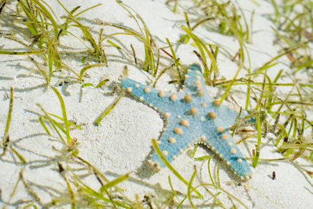 starfish underwater on the sand with sunlight