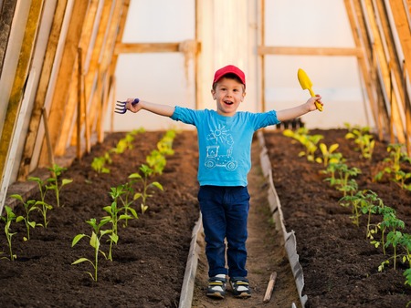 Child plants in the gardenの写真素材