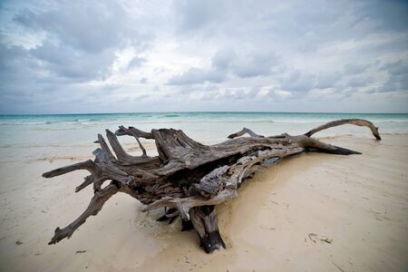 snag on the shore of the oceanの写真素材