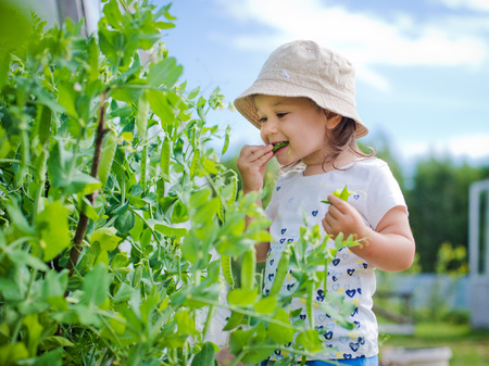 Child in the garden gathers eating peasの写真素材
