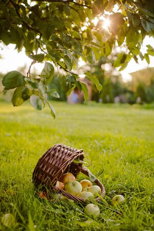 the basket of apples under the Apple treeの写真素材