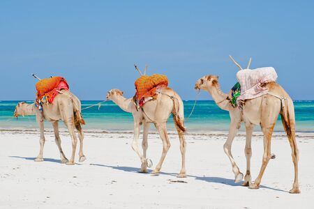 camels follow each other on a sandy beach on the oceanの写真素材
