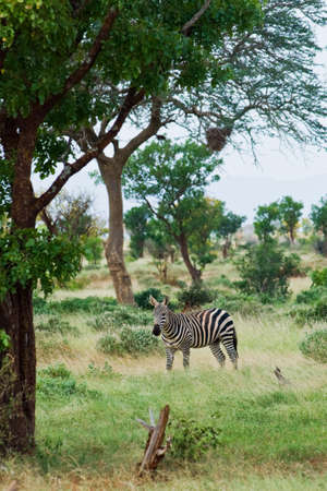 zebras stand in the grass in the Savannahの写真素材