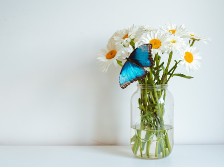 Bouquet of white flowers in a jar on a white background. Butterfly sitting on daisies and gerbera. Free space. Place for text. Congratulations on March 8, mother dayの写真素材