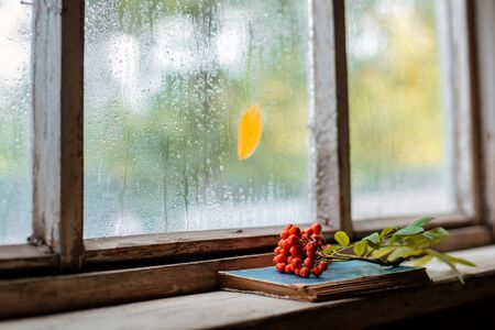 Rowan branch on the background of the village wooden wet window, copy space. autumn cold rainy days. The concept of Hygge, autumn mood.の写真素材