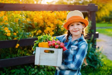 Kids little girl holding basket fresh organic vegetables background home garden sunset. Healthy family lifestyle. Harvest time in autumn. child the farmer. Vegetarian, raw food. free space for textの写真素材