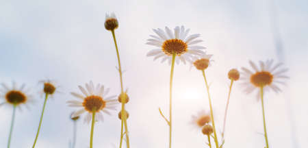 field daisies view from below at sunset. Summer sun, summer backgroundの写真素材
