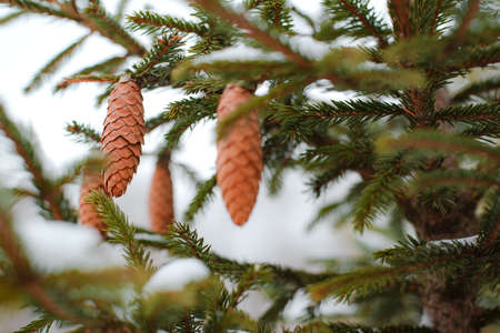 Pine Cone And Branches. Coniferous tree background outdoors, bokehの写真素材
