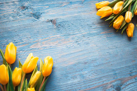 Background with yellow tulips on blue painted old wooden planks.の写真素材