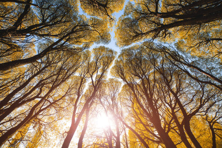 Atmospheric autumn landscape. A bottom-up view of the crowns of the branches of yellow autumn trees....