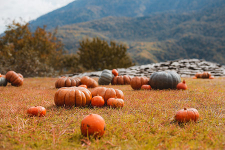 Pumpkin field at sunset background of mountains. Pumpkin farm, autumn background, halloweenの写真素材