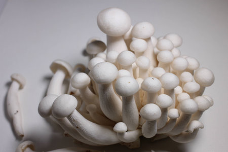 Small mushrooms food ingredientsの写真素材