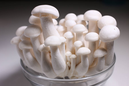 Small mushrooms food ingredientsの写真素材