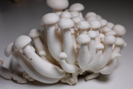 Small mushrooms food ingredientsの写真素材