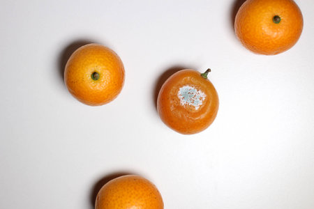 Moldy kumquat fruitの写真素材