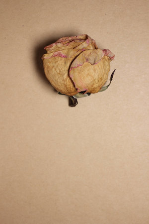 Plants withered rosesの写真素材