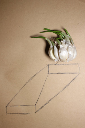 Sprouting garlicの写真素材