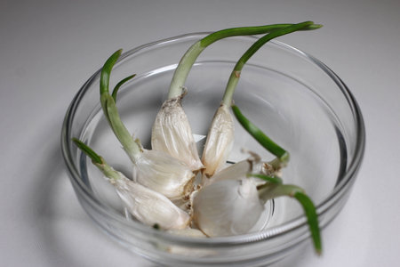 Sprouting garlicの写真素材