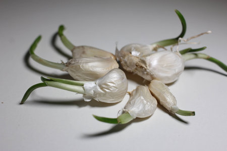Sprouting garlicの写真素材