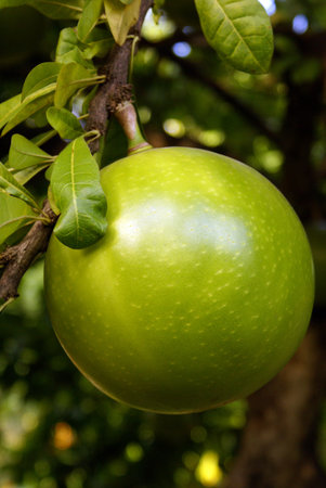 Green fruit on the tree, Sri Lanka                  