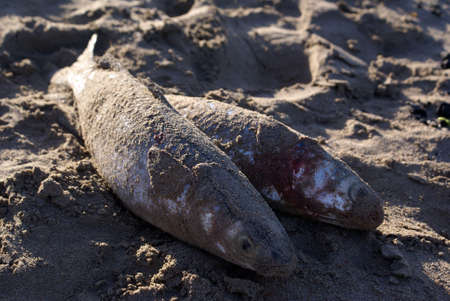 Fish on the Uppuveli beach, Sri Lanka                 の写真素材