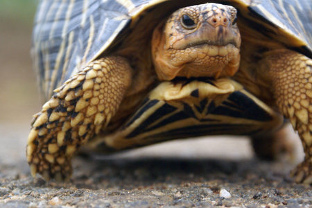 Stasr tortoise in Sri Lanka                 の写真素材