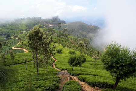 Tea plantation on the slope near Haputale, sri Lanka                   