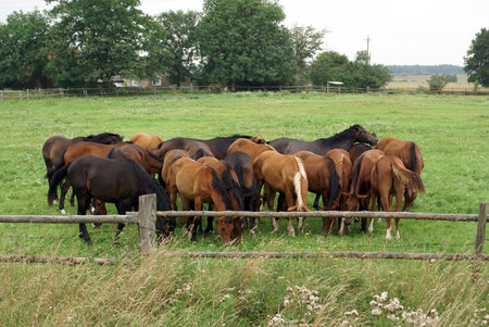 Horses on the field in Kaliningrad region, Prussia, Russia                  