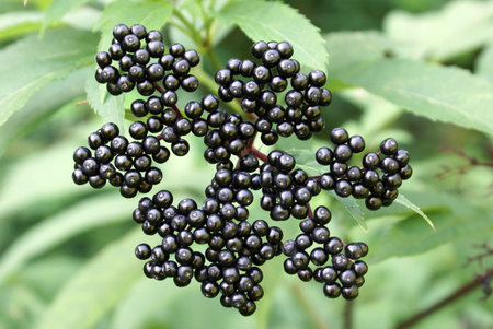 Black berry in the forest, Black sea coast, Russia               