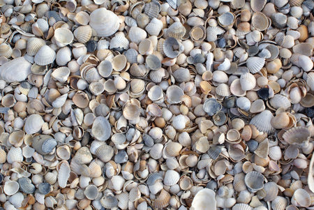 Shells on the beach, Azov sea coast, Russia                  